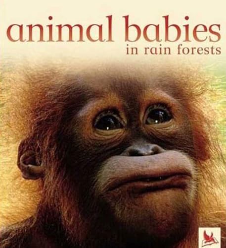 cover image Animal Babies in Rain Forests