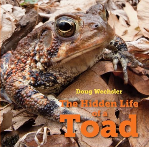 cover image The Hidden Life of a Toad