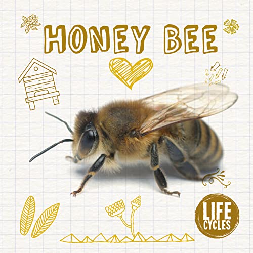 cover image Life Cycle of a Honey Bee