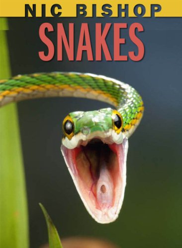 cover image Nic Bishop Snakes