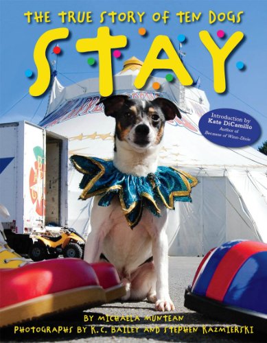 cover image Stay: The True Story of Ten Dogs