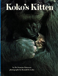 Koko's Kitten