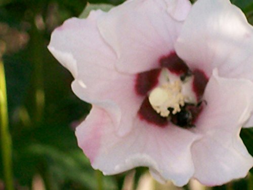 cover image Song to Demeter