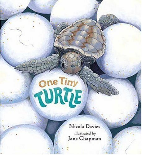 cover image ONE TINY TURTLE