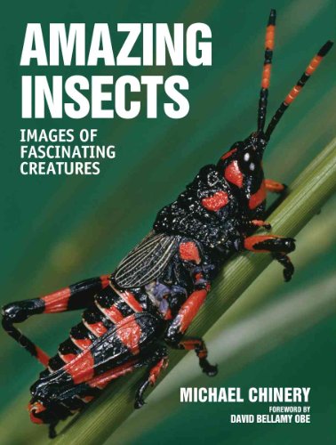 cover image Amazing Insects: Images of Fascinating Creatures
