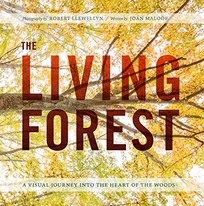 The Living Forest: A Journey into Nature’s Most Intricate Habitat