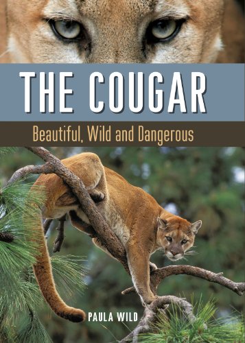 cover image The Cougar: Beautiful, Wild and Dangerous