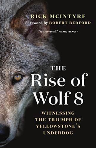 cover image The Rise of Wolf 8: Witnessing the Triumph of Yellowstone’s Underdog 